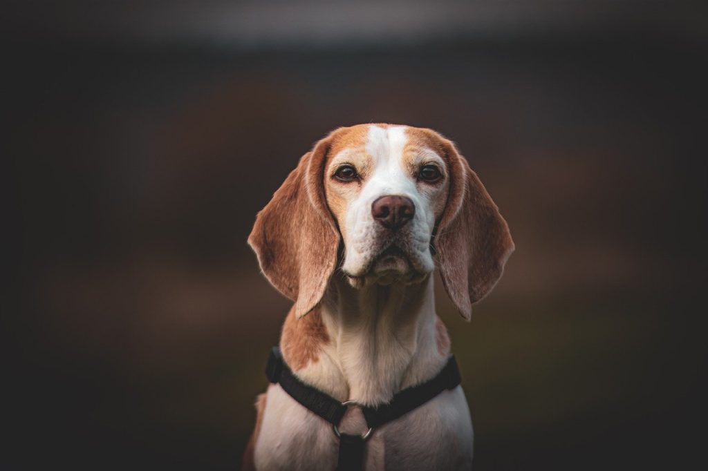 Dog Poop Pickup in Oak Park Michigan