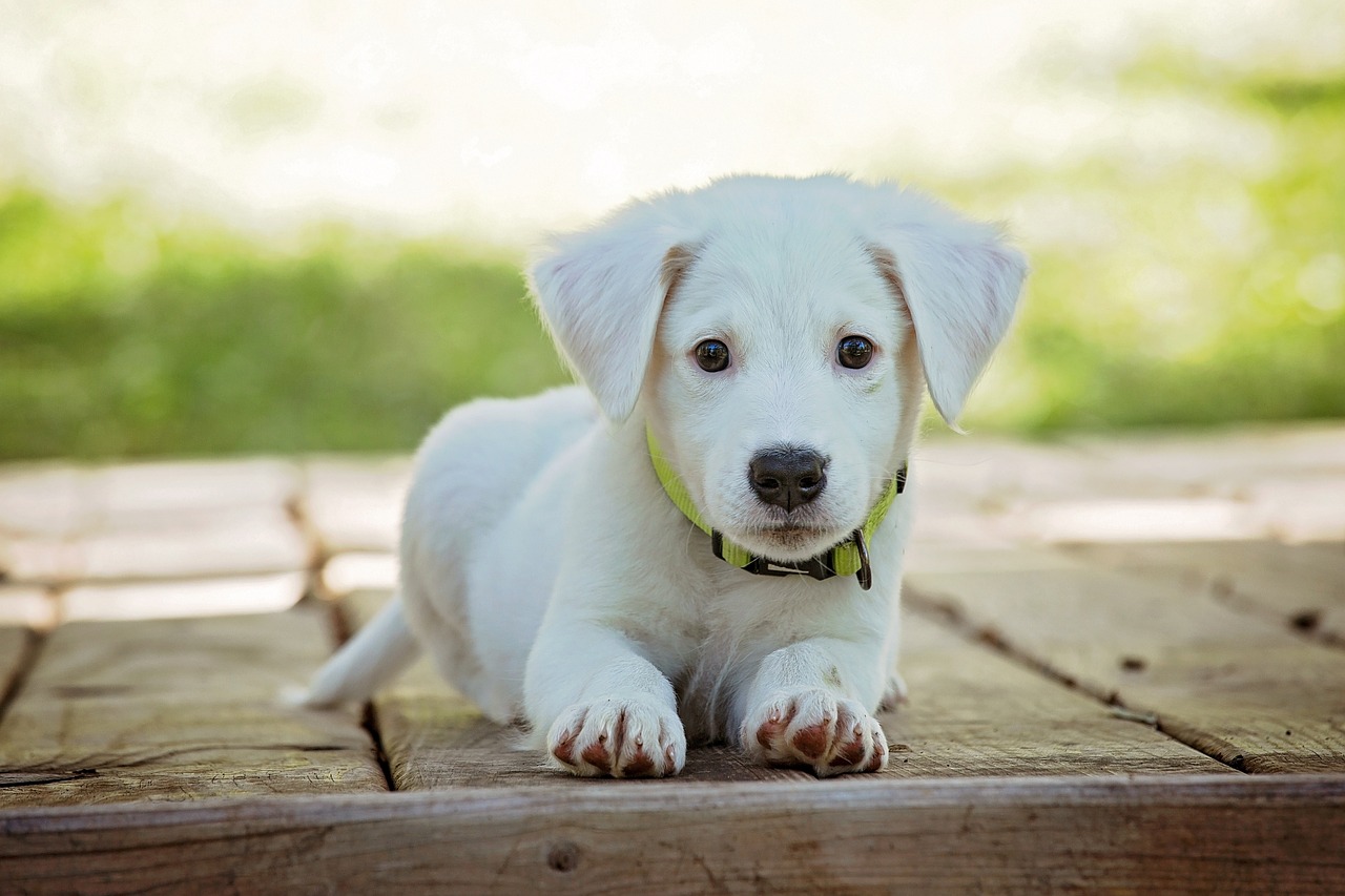 Dog Poop Pickup in Oak Park Michigan