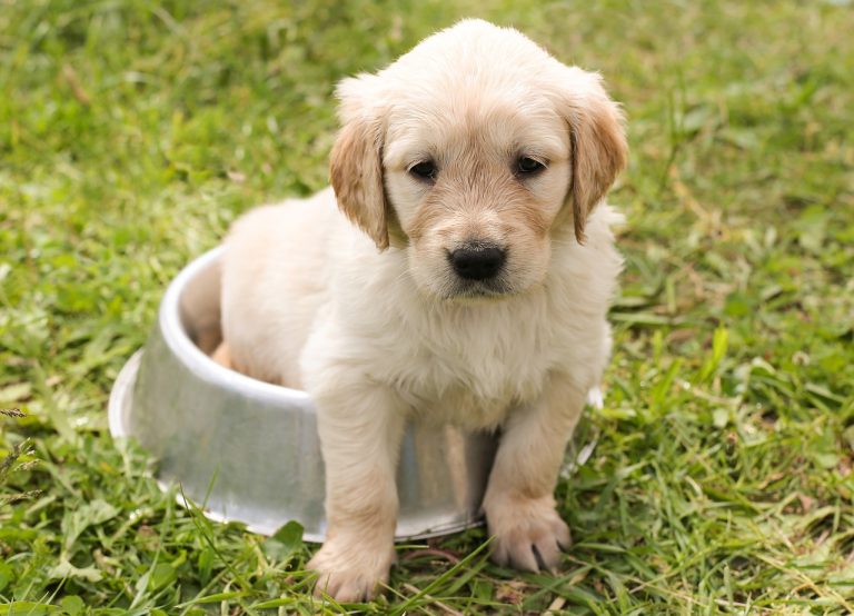 Dog Poop Pickup in Oak Park Michigan